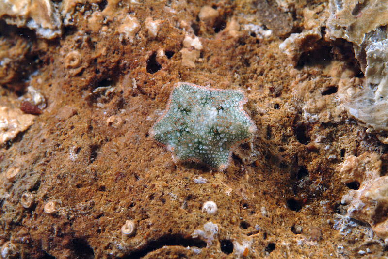 Asterina gibbosa (Pennant, 1777) - esemplare a 6 braccia!